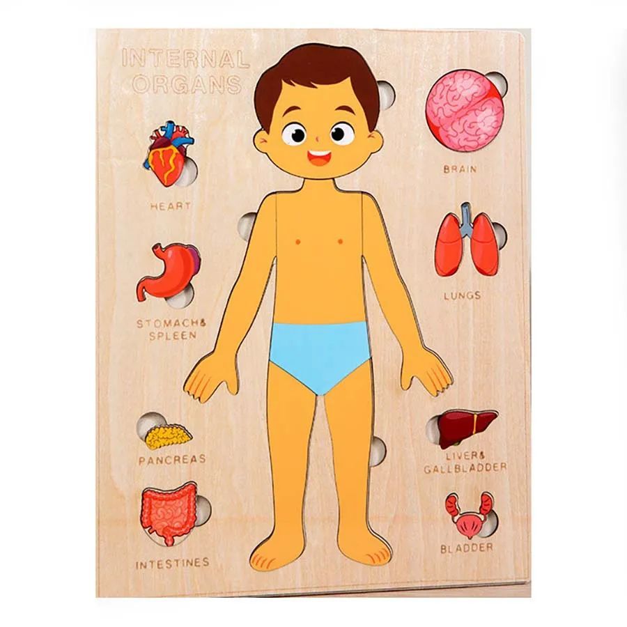 "Wooden Montessori Human Body Puzzle – Educational toy for kids"
"Non-toxic wooden Montessori puzzle – Fun and educational human body toy for kids"
"Interactive wooden human body puzzle – Montessori learning toy for children"
"Durable wooden Montessori puzzle – Human body educational toy for toddlers"
"Kids' wooden Montessori human body puzzle – Perfect educational toy for anatomy learning"