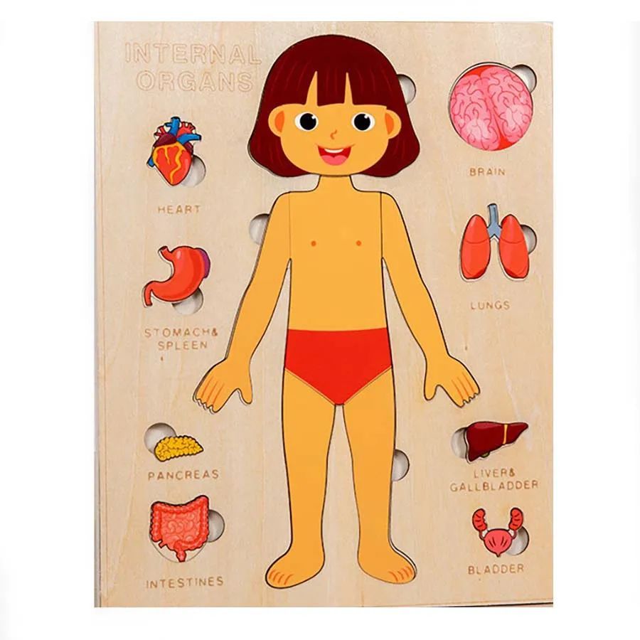 "Wooden Montessori Human Body Puzzle – Educational toy for kids"
"Non-toxic wooden Montessori puzzle – Fun and educational human body toy for kids"
"Interactive wooden human body puzzle – Montessori learning toy for children"
"Durable wooden Montessori puzzle – Human body educational toy for toddlers"
"Kids' wooden Montessori human body puzzle – Perfect educational toy for anatomy learning"