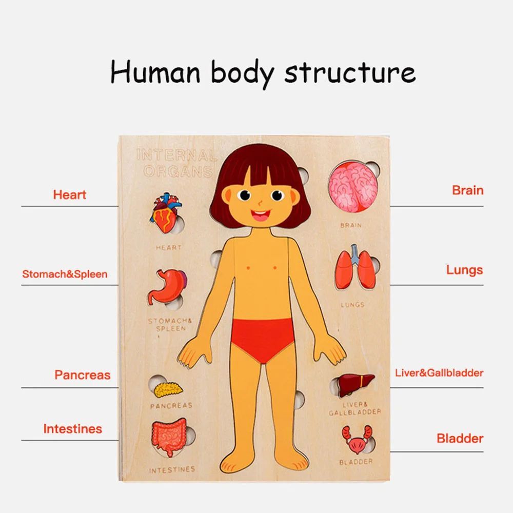 "Wooden Montessori Human Body Puzzle – Educational toy for kids"
"Non-toxic wooden Montessori puzzle – Fun and educational human body toy for kids"
"Interactive wooden human body puzzle – Montessori learning toy for children"
"Durable wooden Montessori puzzle – Human body educational toy for toddlers"
"Kids' wooden Montessori human body puzzle – Perfect educational toy for anatomy learning"